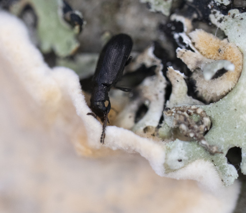 Rabocerus gabrieli