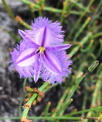 Thysanotus racemoides