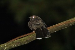 Nyctiphrynus ocellatus