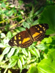 Anthanassa drusilla