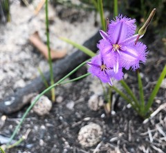 Thysanotus racemoides