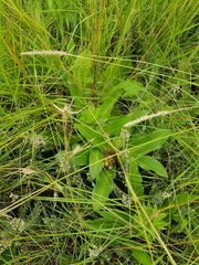 Eucomis autumnalis clavata