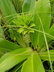 Eucomis autumnalis clavata