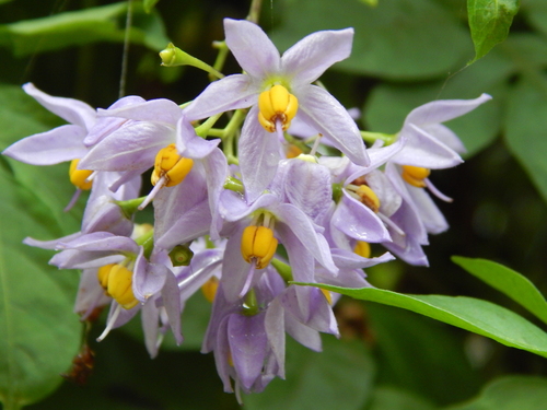 Solanum seaforthianum iNat (3)