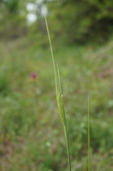 Triticum monococcum boeoticum