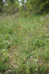 Triticum monococcum boeoticum