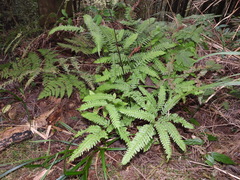 Pteris amoena