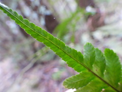 Pteris amoena