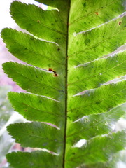 Pteris amoena
