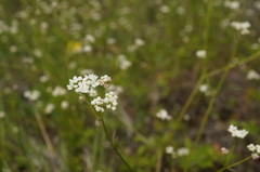 Galium elongatum