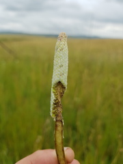 Kniphofia typhoides