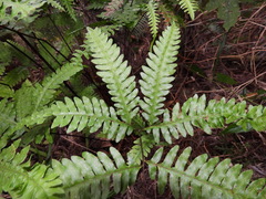 Pteris amoena