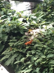 Scaptotrigona postica