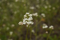 Galium elongatum