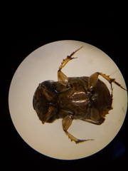 Euoniticellus intermedius