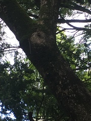 Scaptotrigona postica