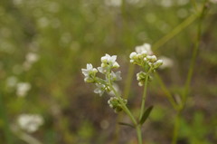 Galium elongatum