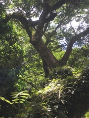 Scaptotrigona postica