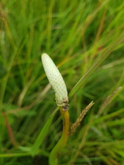 Kniphofia typhoides