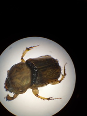 Euoniticellus intermedius