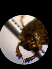 Euoniticellus intermedius