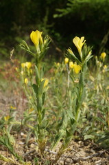 Linum nodiflorum