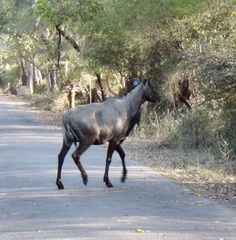Boselaphus tragocamelus