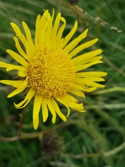 Berkheya zeyheri