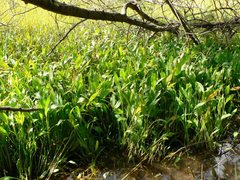 Sagittaria platyphylla