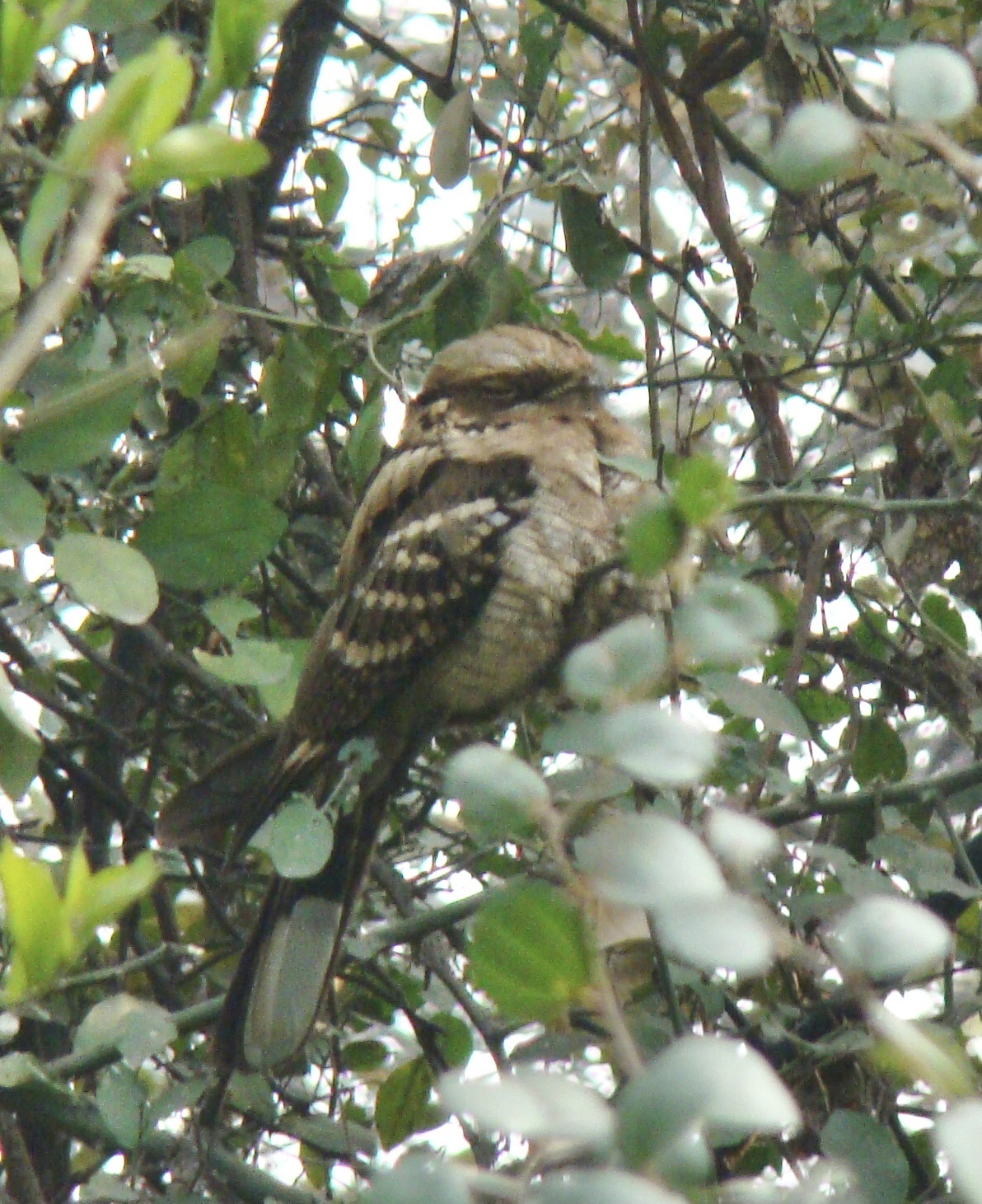 Large-tailed Nightjar