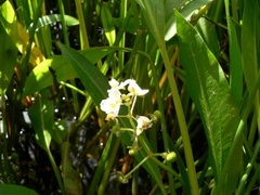 Sagittaria platyphylla