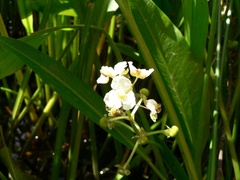 Sagittaria platyphylla