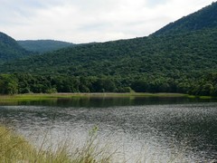 Sagittaria platyphylla