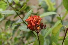 Ixora chinensis