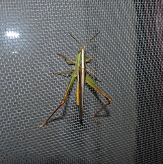 Staurorhectus longicornis