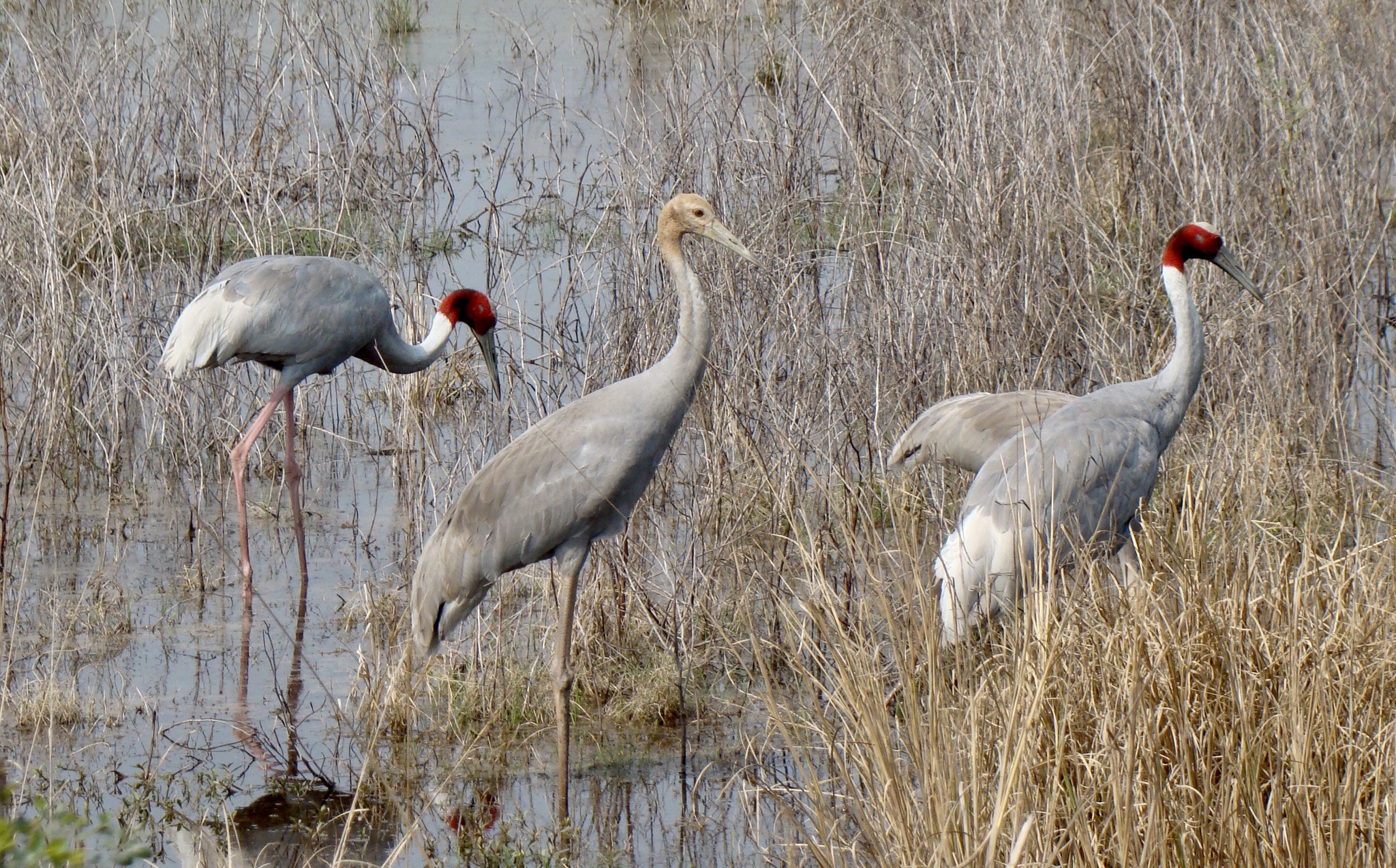 Sarus Crane