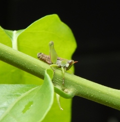 Lophothericles flavifrons