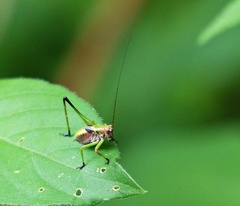 Enthephippion borellii