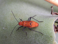 Leptocoris mutilatus