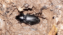 Anisodactylus binotatus