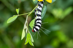 Amphicallia bellatrix