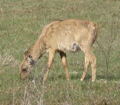 Boselaphus tragocamelus
