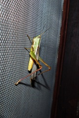 Staurorhectus longicornis