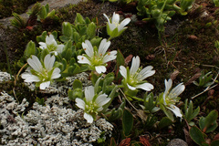 Cerastium pedunculatum