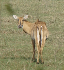 Boselaphus tragocamelus