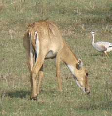 Boselaphus tragocamelus