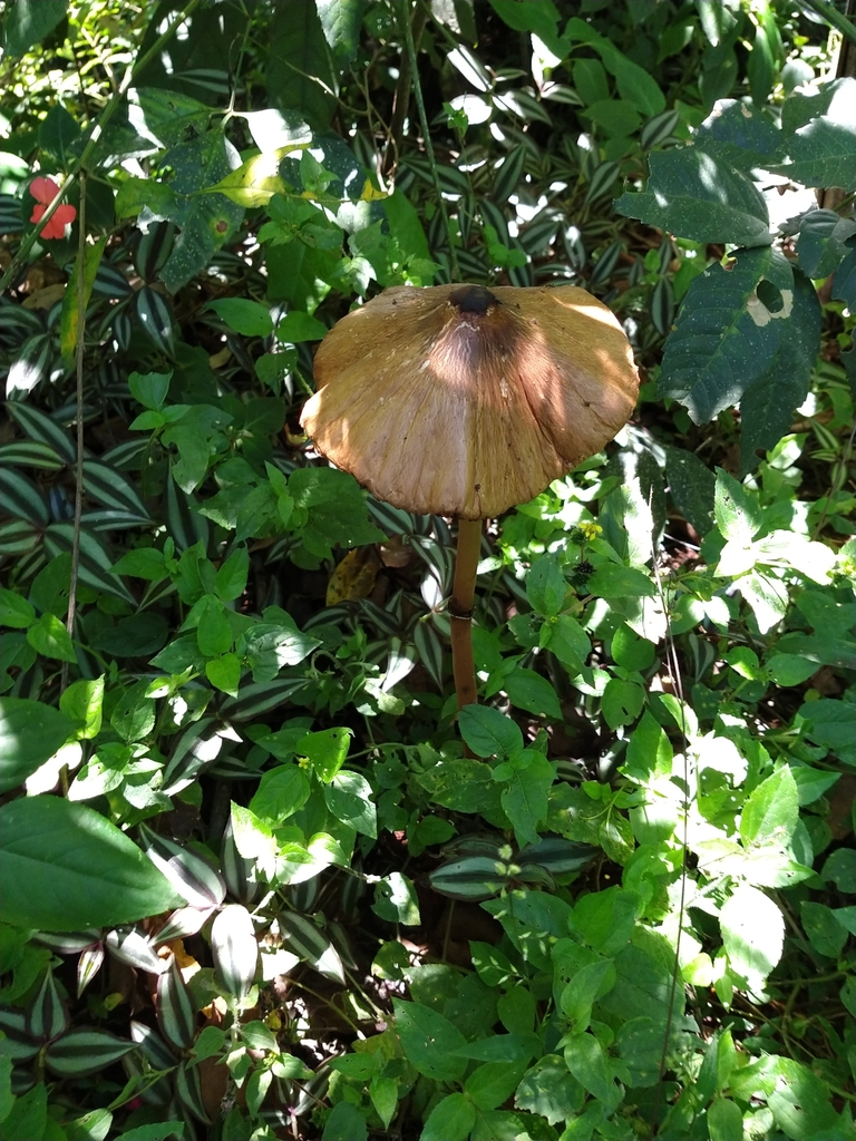 Macrolepiota capelariae · February 2021 · photo: © williamborges (iNaturalist, CC)