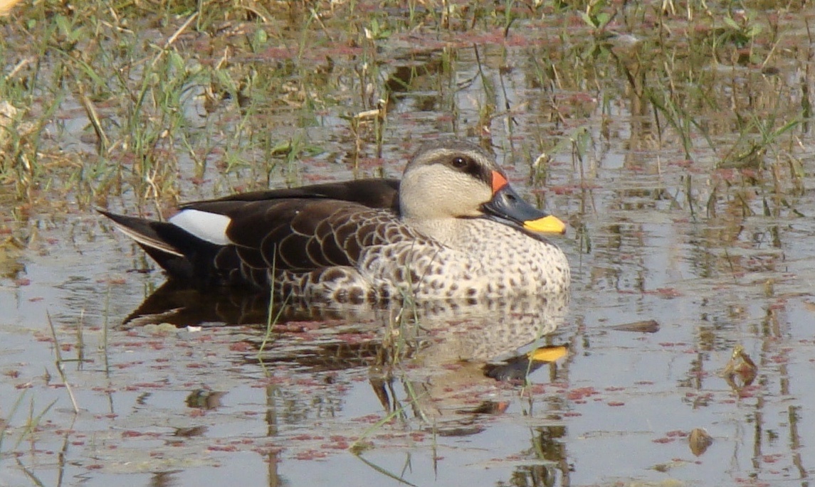 Indian Spot-billed Duck