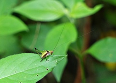 Enthephippion borellii