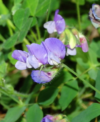 Lathyrus laxiflorus